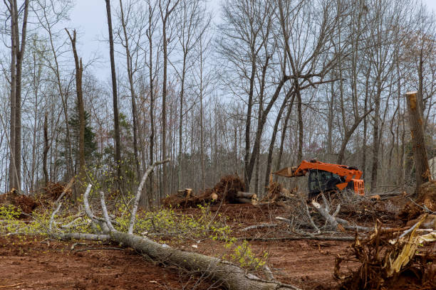 Best Storm Damage Tree Cleanup  in Northwest Harwinton, CT