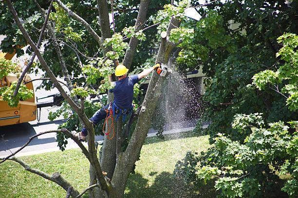 Reliable Northwest Harwinton, CT Tree Services Solutions